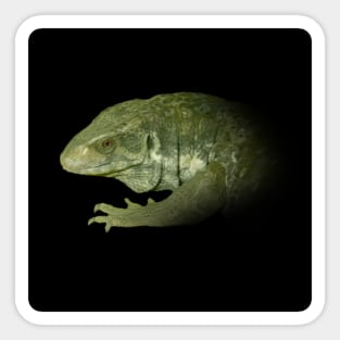 Monitor lizard Sticker